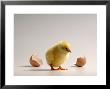 Newborn Chick With Cracked Eggshell by Peter Cross Limited Edition Print