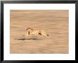 Cheetah Sprinting Across Grasslands by Don Grall Limited Edition Print