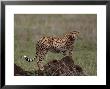 Cheetah, Acinonyx Jubatas, Tanzania by Robert Franz Limited Edition Print