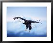 Bald Eagle, Haliaeetus Leucocephalus, Ak by Robert Franz Limited Edition Print