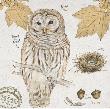 Ural Owl by Chad Barrett Limited Edition Print