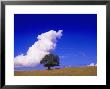 Tree And Cloud, Atlantic Wood by Silvestre Machado Limited Edition Print