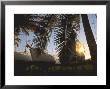 Boats At Sunrise, Nanny Cay Marina, Tortola Island by Alessandro Gandolfi Limited Edition Print