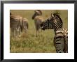 Zebras At Kruger National Park, South Africa by Keith Levit Limited Edition Print