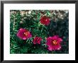 Portulaca (Annual) September by David Askham Limited Edition Pricing Art Print