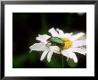 Rose Chafer (Cetonia Aurata) Beetle On Leucanthemum Flower by Philippe Bonduel Limited Edition Print