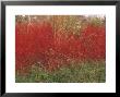 Cornus Alba Sibirica (Red Winter Stem) October by Philippe Bonduel Limited Edition Print