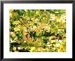 Cercidiphyllum Japonicum Sunlight Through Leaves by Mark Bolton Limited Edition Print