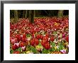 Display Of Brightly Coloured Tulipa (Tulips) Growing Beneath Trees, Floriade, Netherlands by Mark Bolton Limited Edition Print