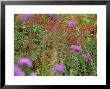 Scarlet Red Flowers Of Salvia Elegans (Sage) And Purple Flowers Of Verbena Bonariense (Vervain) by Mark Bolton Limited Edition Print