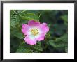 Rosa Rubiginosa (Eglantine/Sweet Briar) by Mark Bolton Limited Edition Pricing Art Print