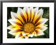 Gazania (Daybreak Tiger Stripe), Close-Up by Ruth Brown Limited Edition Print