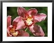 Orchid, Cymbidium (Pontac, Close-Up by Linda Burgess Limited Edition Print