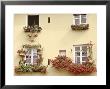 Summer Window Boxes And Pots Pelargonium, Viola, House Plants Yellow Building, Italy by Erika Craddock Limited Edition Print