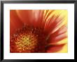 Gaillardia Grandiflora Dazzler, Close-Up Of Red Flower by Ron Evans Limited Edition Pricing Art Print