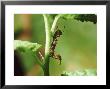 Caterpilla Lobster Moth Larva Feeding On Damson Shoot (Stauropus Fagi) by Vaughan Fleming Limited Edition Print