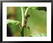 Caterpilla Lobster Moth Larva Feeding On Damson Shoot (Stauropus Fagi) by Vaughan Fleming Limited Edition Print