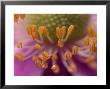 Anemone X Hybrida, Close-Up Of Stamens In Flower by Vaughan Fleming Limited Edition Print