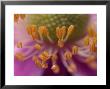 Anemone X Hybrida, Close-Up Of Stamens In Flower by Vaughan Fleming Limited Edition Pricing Art Print