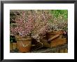 Scotch Heather Anette In Terracotta Pots With Wooden Box & Hand Trowel On Garden Seat, October by James Guilliam Limited Edition Print