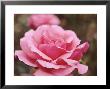 Hybrid Tea Rose by Sunniva Harte Limited Edition Pricing Art Print