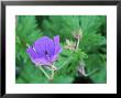 Geranium Nimbus September by Lynn Keddie Limited Edition Print