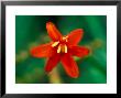 Crocosmia Babylon, Close-Up Of Orange/Red Flower Head by Lynn Keddie Limited Edition Print