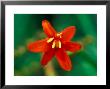 Crocosmia Babylon, Close-Up Of Orange/Red Flower Head by Lynn Keddie Limited Edition Print