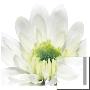 White Daisy Cup by George Fossey Limited Edition Print