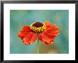 Helenium Vivace, Close-Up Of Red Flower Head by Lynn Keddie Limited Edition Print