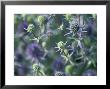 Eryngium (Sea Holly) Close-Up Of Blue Flowers, Perennial by Lynn Keddie Limited Edition Pricing Art Print