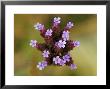 Verbena Bonariensis by Lynn Keddie Limited Edition Pricing Art Print