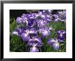 Iris Ensata by Michele Lamontagne Limited Edition Print