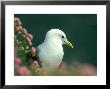 Kittiwake, Amongst Thrift, Kincs, Scotland by Niall Benvie Limited Edition Pricing Art Print