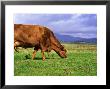 Cow Grazing On The Machair Near Rubha Ardvule, Scotland by Niall Benvie Limited Edition Print