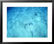Longtailed Stingray, Group, New Caledonia by Tobias Bernhard Limited Edition Print