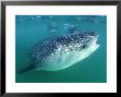 Whale Shark, Sea Of Cortez, Mexico by Tobias Bernhard Limited Edition Pricing Art Print