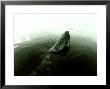 Grey Whale, Baja California, Mexico by Tobias Bernhard Limited Edition Print