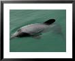 Hectors Dolphin, New Zealand by Tobias Bernhard Limited Edition Print