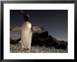 Gentoo Penguin On Pebble Beach Flapping Wings, Sub-Antarctic, Australia by Tobias Bernhard Limited Edition Print