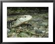 New Guinea Blue Tongue Skink, Female, Indonesia by Andrew Bee Limited Edition Print
