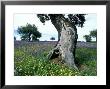Oak Tree, Trunk In Spring, Spain by Olaf Broders Limited Edition Print