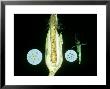 Maize by Ken Burras Limited Edition Print