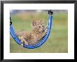 Kitten Lounging On Swing by Alan And Sandy Carey Limited Edition Pricing Art Print