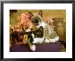 Mother Cat With Kitten, Usa by Alan And Sandy Carey Limited Edition Pricing Art Print