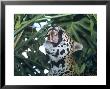 Jaguar, Yawning, Banana Bank Lodge, Belize by David Cayless Limited Edition Pricing Art Print