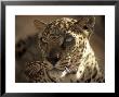 Arabian Leopard, Male, United Arab Emirates by David Cayless Limited Edition Pricing Art Print