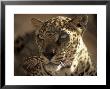 Arabian Leopard, Male, United Arab Emirates by David Cayless Limited Edition Print