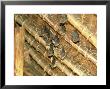 Yellow Wing Bats, Nairobi, Kenya by David Cayless Limited Edition Pricing Art Print