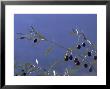 Olives, Provence, France by Alain Christof Limited Edition Print